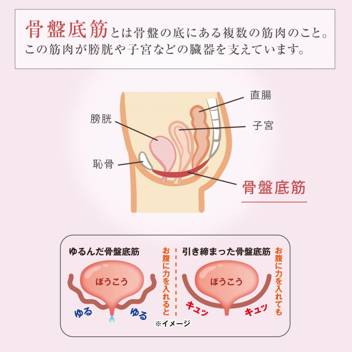 骨盤底筋とは
