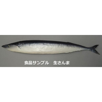 日本職人が作る  食品サンプル　生さんま　IP-500