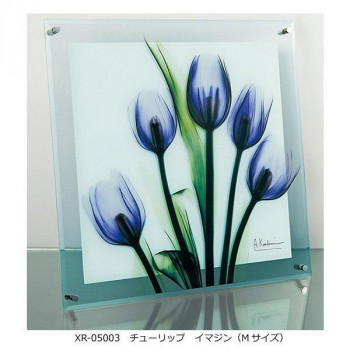 X RAY ガラス アート チューリップ イマジン Mサイズ XR-05003