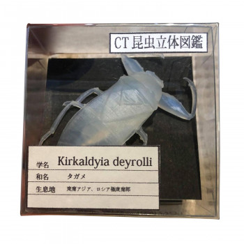 CT昆虫立体図鑑 タガメ