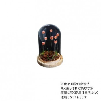 Flower glass dome フラワーガラスドーム 41403