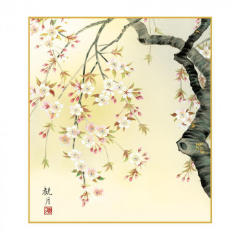 色紙 森山観月 桜花爛漫 24.2×27.2cm K5-010