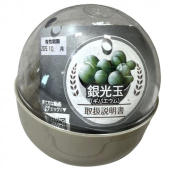 フォレスト テラリウム観葉植物栽培セット 銀光丸